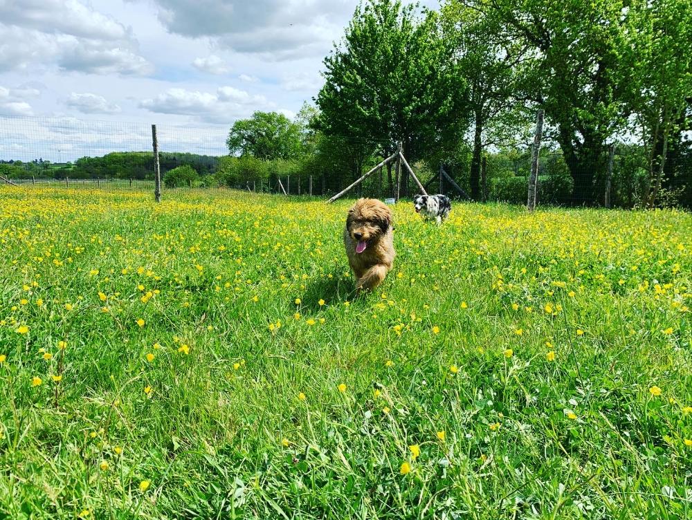 Chiens dans un champ fleuri