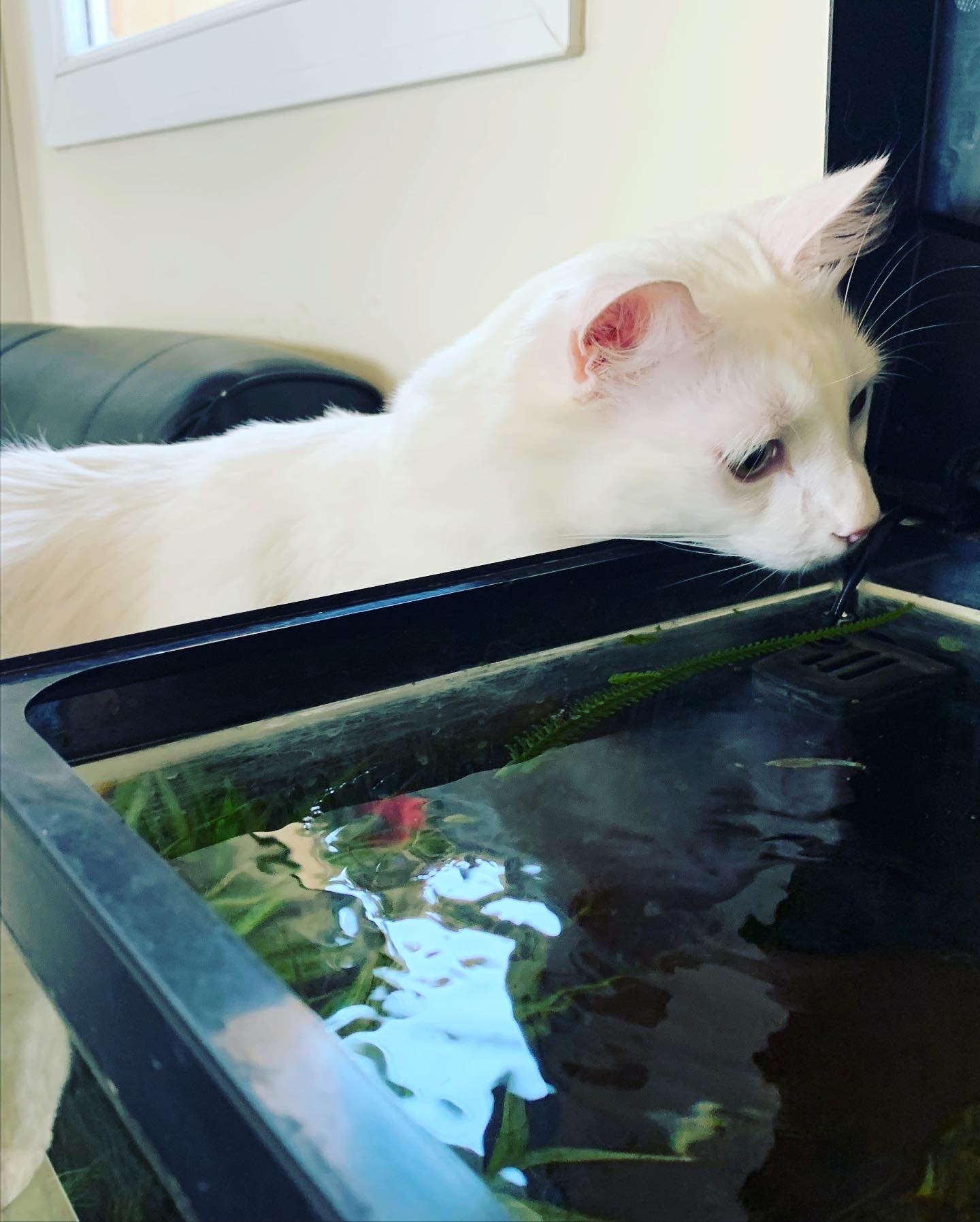 Chat près d'un aquarium transparent