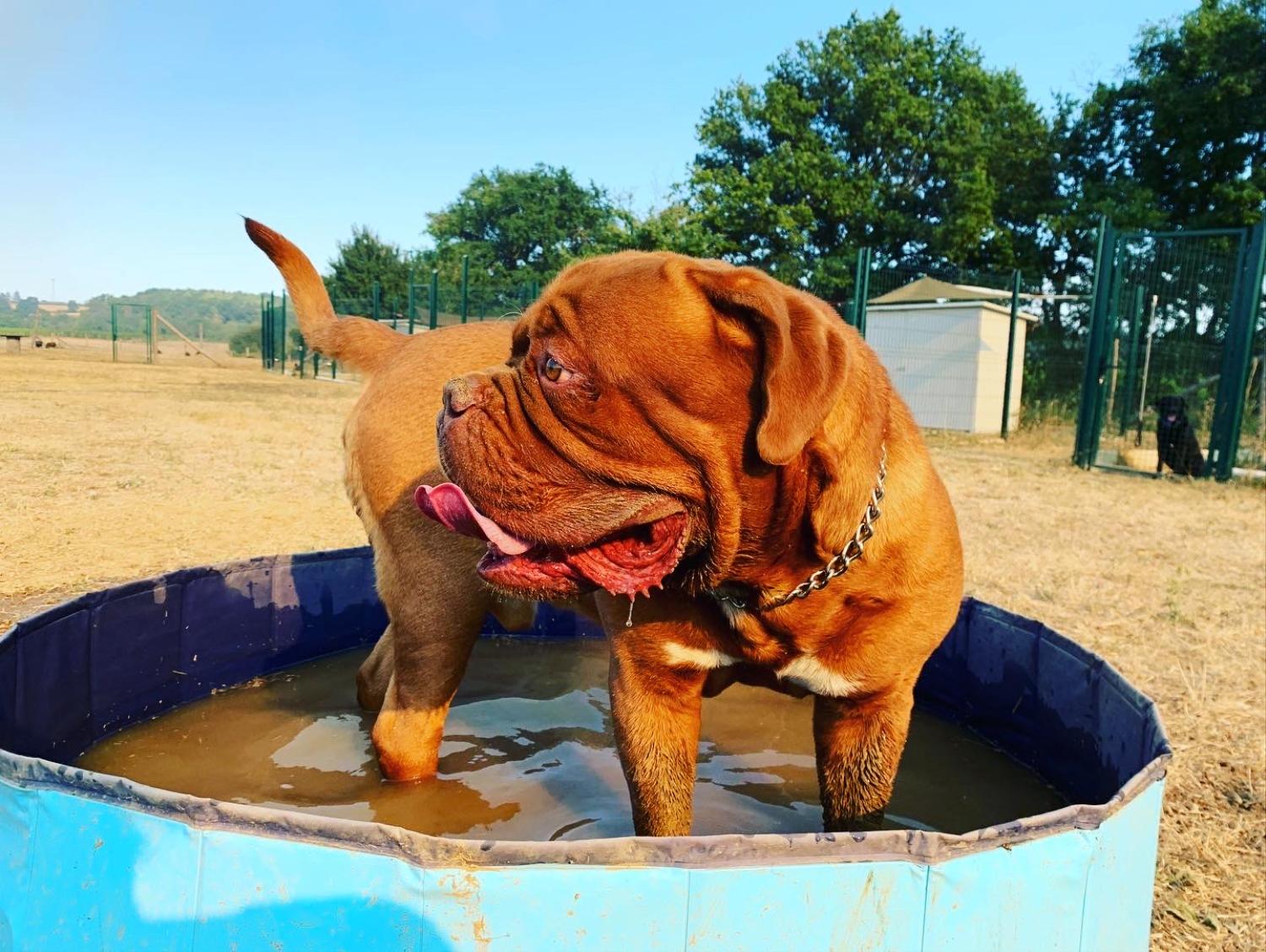 Chien dans un petit bassin