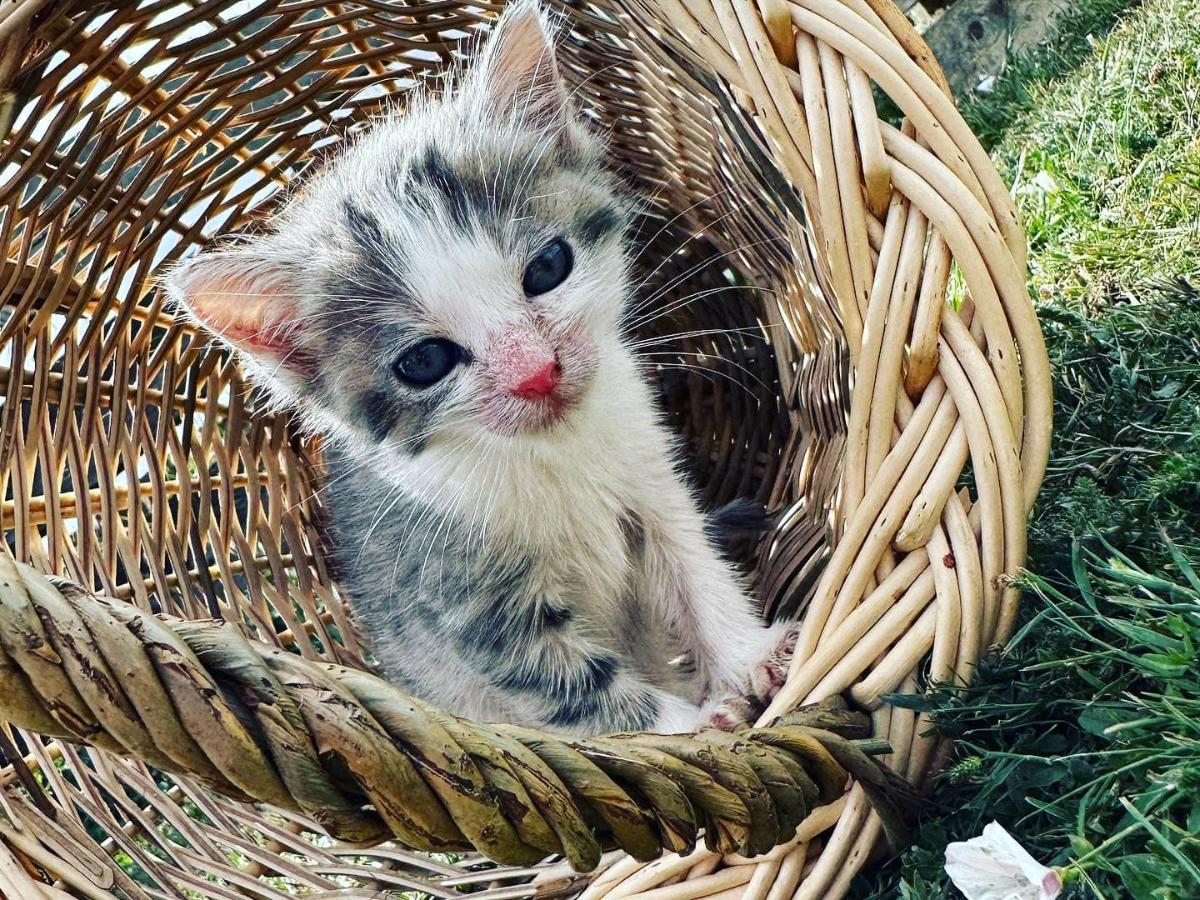 Chaton dans un panier en osier