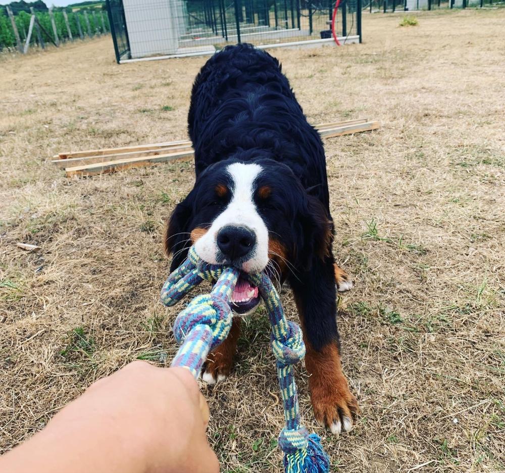 Chien tirant une corde colorée