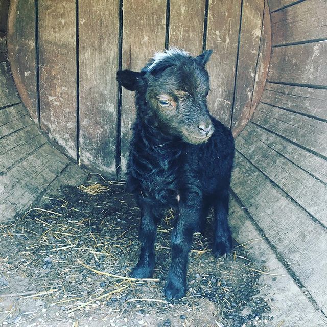 Chevreau noir dans un abri