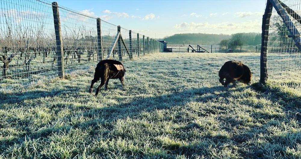 deux chiens se baladent, heureux